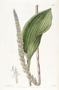 Prescottia stachyodes